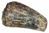 Fossil Phytosaur Tooth - Arizona #145003-1